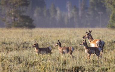 Sticker - Pronghorn Antelope in Summer in Wyoming