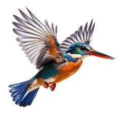 Wall Mural - a Malachite Kingfisher (Corythornis cristatus) in flight, side view in a Nature-themed, photorealistic illustration in a PNG, cutout, and isolated. generative ai