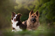 two friends dogs - border collie and German shepherd 