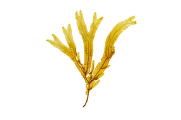 Wall Mural - Dictyopteris membranacea brown algae isolated transparent png. Sea fern seaweed.