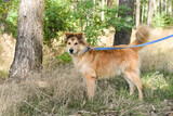 Fototapeta Konie - fluffy mixed brown dog on a walk in the forest
