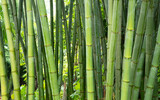 Fototapeta Sypialnia - Green bamboo tree background. Bamboo tree trunk.