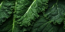 Fresh Green Kale Cabbage Close Up Detailed Texture Background