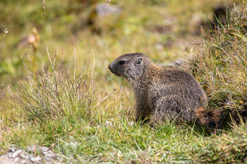 Wall Mural - Closeup young Alpine marmot - Marmota marmota - in grass at Davos in the Swiss Alps, Switzerland