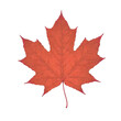 red, maple leaf, transparent, generative ai