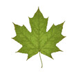 green maple leaf, transparent, generative ai
