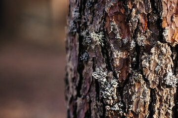 Close up an old tree bark with one yellow leaf and green moss on a background of autumn forest. High quality photo