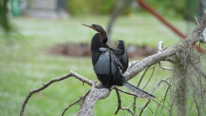 A big anhinga bird resting on tree branch in Florida wetlands