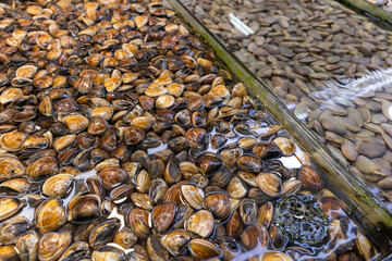 Canvas Print - Selling fresh clam in wet market