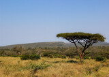 Fototapeta Sawanna - Lush vegetation and landscape of Mkhuze Game Reserve, Zululand, KwaZulu Natal, South Africa