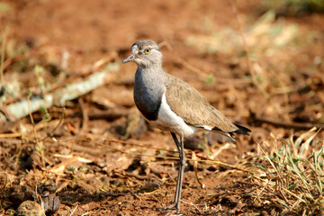 Wall Mural - Senegal Lapwing or Lesser-black-winged Plover, Kruger National Park, South Africa