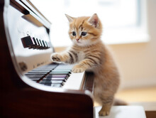 A Cute Kitten Playing A Piano