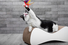 Cute, Funny Black And White Cat Plays With A Toy. Pet Care. Home Pet. A Cat On A Couch Against The Background Of A Gray Wall In The Room. Place For Text. Copy Space.