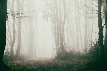 Wall Mural - foggy forest in late autumn