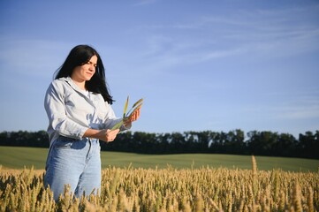 Wall Mural - Farmer woman working in wheat field at sunset.