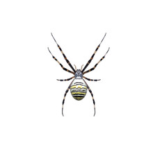 Insect, Arthropod, Arachnid, Argiope Brunnich, Tiger Spider Close-up On A White Background 
