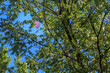 A Balloon Stuck In A Tree