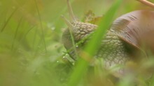 A Snail After Rain Crawling Through The Grass With