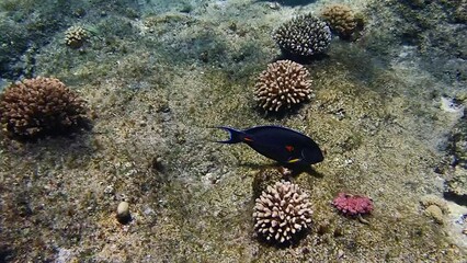 Sticker - Video of Sohal surgeonfish - (Acanthurus sohal)