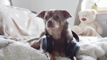 Chihuahua Dog Sits With Headphones On The Bed. In The Background Is A Big Teddy Bear