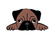 Brown Pug Dog Cartoon on Transparent  Background 