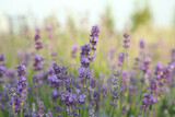 Fototapeta Tulipany - Beautiful blooming lavender growing in field, closeup