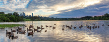Canadian Goose Swiming In A Lake During Sunset.