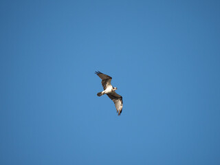 Wall Mural - Osprey in Flight Photographed Against Cloudless Blue Sky