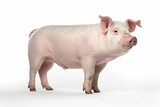 Fototapeta  - Pink pig on white background isolated. Capturing Joy and Innocence of Cute Baby Pigs