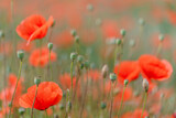 Fototapeta Maki - Poppy flowers in the field