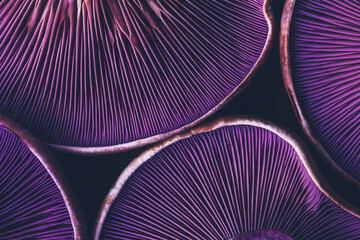 Wall Mural - background texture of mushrooms purple lepista close-up top view