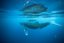 A Whale And Her Baby Are Swimming In The Ocean Near Moorea