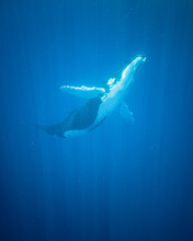 Whale Baby Is Swimming In The Ocean Near Moorea