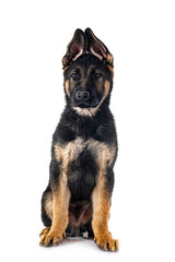 Canvas Print - young german shepherd