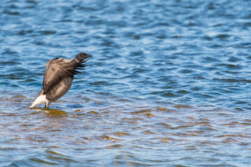 Dark-bellied Brent Goose stretching it's wings