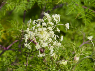 Sticker - Selinum wallichianum ou Sélin de Wallich, plante ombellifère apiacée majestueuses à floraison blanc-crème sur épaisses tiges rouge-violacé garnies d'un feuillage touffu vert émeraude finement ciselé
