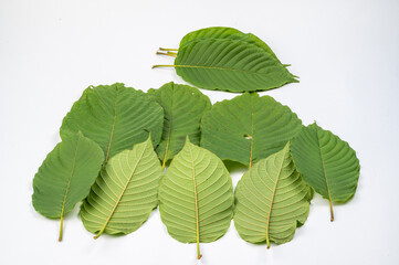 
Kratom (Kratom) or Mitragyna speciosa (Kth.) Havil. Edible leaves are medicinal, medicinal and narcotic. (white background)