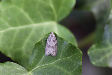 Wall Mural - Cnephasia pasiuana pumicana moth in the family Tortricidae. Sitting on a green leaf.