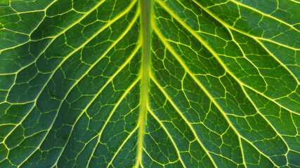 Close-up of the background. A green cabbage leaf illuminated with streaks illuminated from the inside.