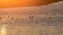 Seabirds Wading In Shallow Wetlands; Golden Sunset (4K).