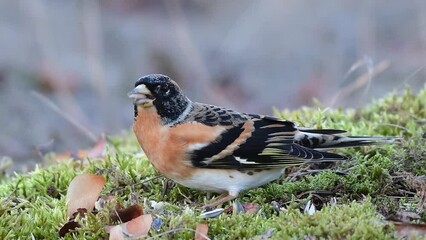 Wall Mural - Brambling, Fringilla montifringilla. In the wild. Close up. Bird eats the seeds.