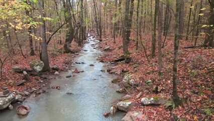 Wall Mural - Ozark mountain stream in an Arkansas forest during fall with calm water 