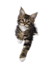Wall Mural - super sweet classic brown tabby with white maine coon cat kitten, laying down facing front with paws