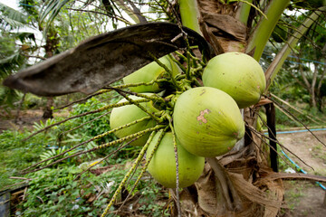 Wall Mural - Coconuts on a coconut tree at an organic farm in the Samut Songkram province of Thailand.