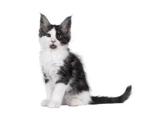 Wall Mural - Adorable black smoke with white Maine Coon cat kitten, sitting up side ways. Looking towards camera, showing cute black chin. Isolated on a transparent background