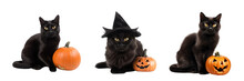  Set Of Cats, Isolated On A Transparent Background. Halloween Pictures. Generative AI.
