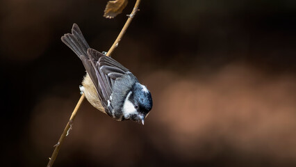 Wall Mural - Coal Tit. I took this beautiful colourfull bird in Ankara/Türkiye.