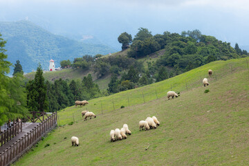 Wall Mural - Sheep Roaming On The Grassland in Cingjing farm of Nantou in Taiwan