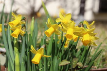 春の庭に咲く黄色いミニ水仙（tete A Tete)の花