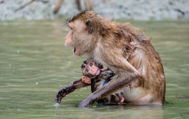 Crab-eating Macaque and her baby looking for food by mangrove forest. Her infant sticks on her chest to get fed. Survival concept.